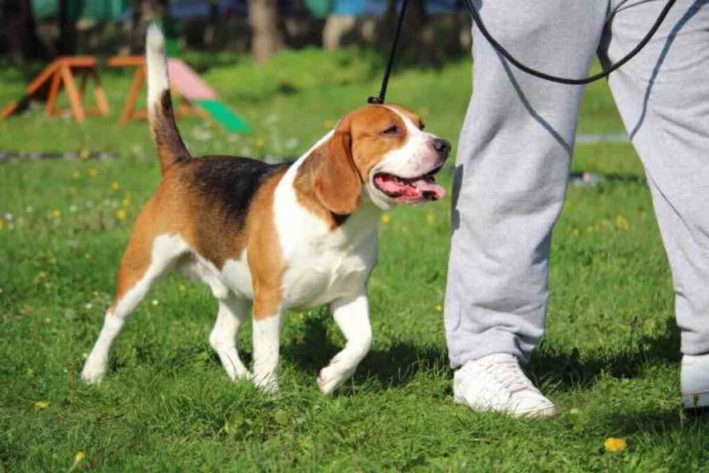 Un'AI per comprendere il linguaggio degli animali
