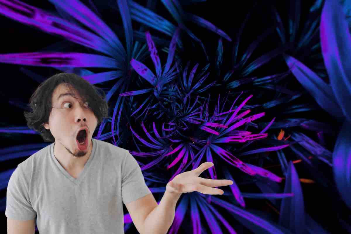 Piante